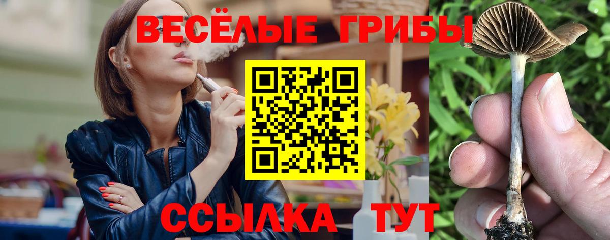 Ачхой-Мартан  закладки  Вход с VPN  Псилоцибиновые грибы GOLDEN TEACHER 